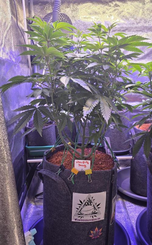Naughty Dawg-Wunderbohnen-SeedsOfAnarchy. Week 9