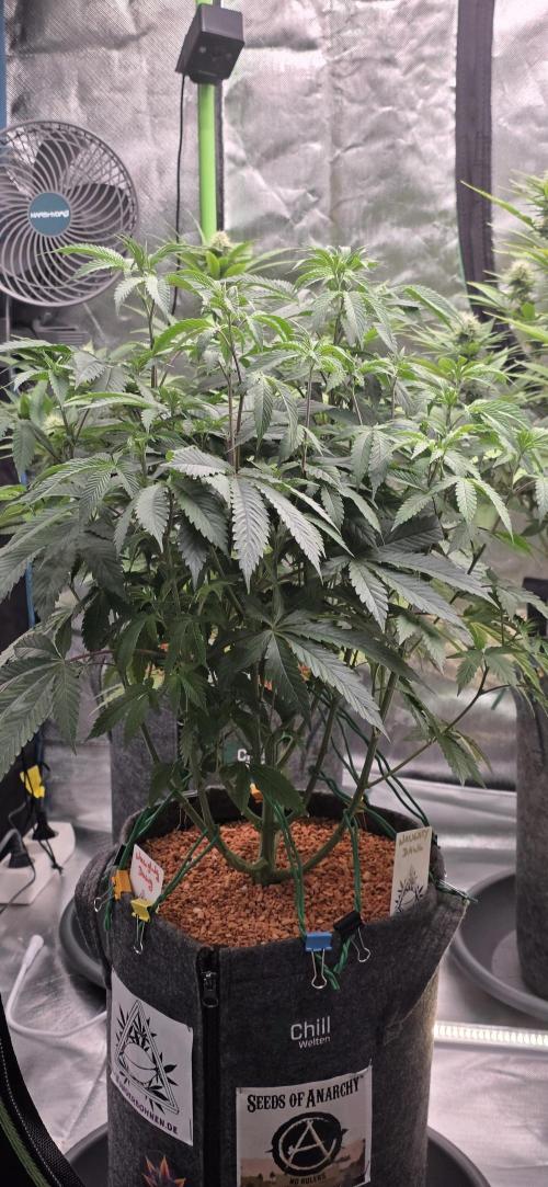 Naughty Dawg-Wunderbohnen-SeedsOfAnarchy. Week 9