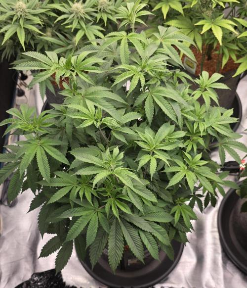 Naughty Dawg-Wunderbohnen-SeedsOfAnarchy. Week 9