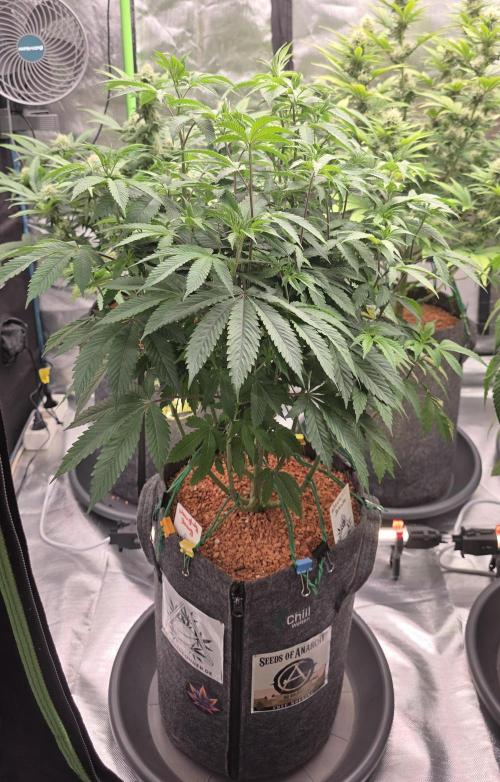 Naughty Dawg-Wunderbohnen-SeedsOfAnarchy. Week 9