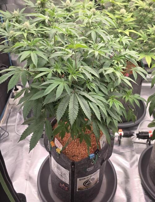 Naughty Dawg-Wunderbohnen-SeedsOfAnarchy. Week 9