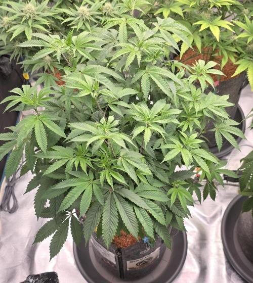 Naughty Dawg-Wunderbohnen-SeedsOfAnarchy. Week 9