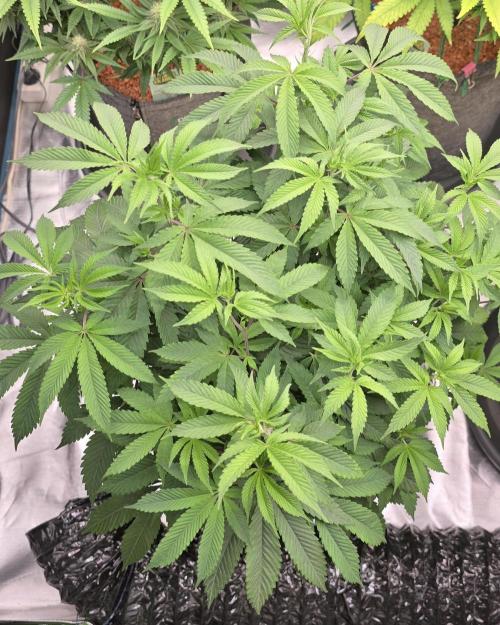 Naughty Dawg-Wunderbohnen-SeedsOfAnarchy. Week 9