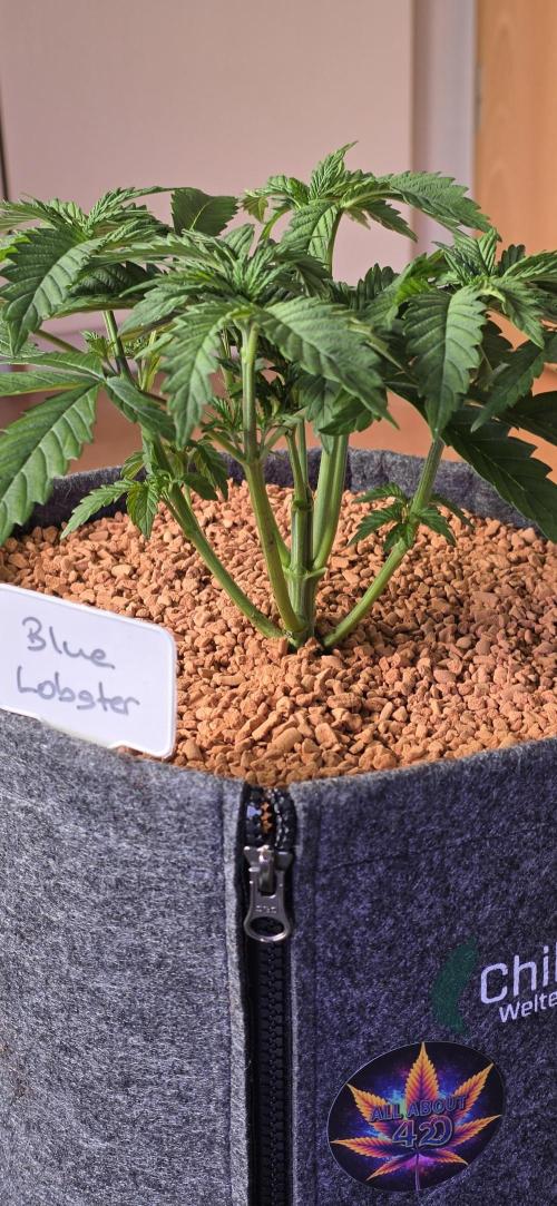 LOBSTER. Week 4