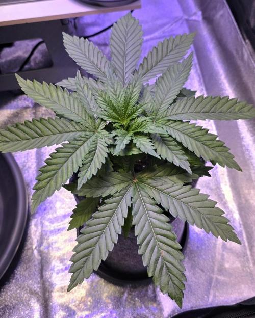 Blueberry Banana x Blue Lobster. Week 4