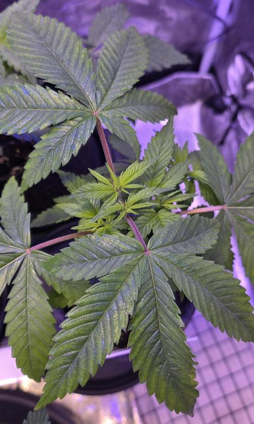 RS11 - Traphouse Genetics. Week 6