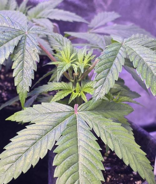 RS11 - Traphouse Genetics. Week 6