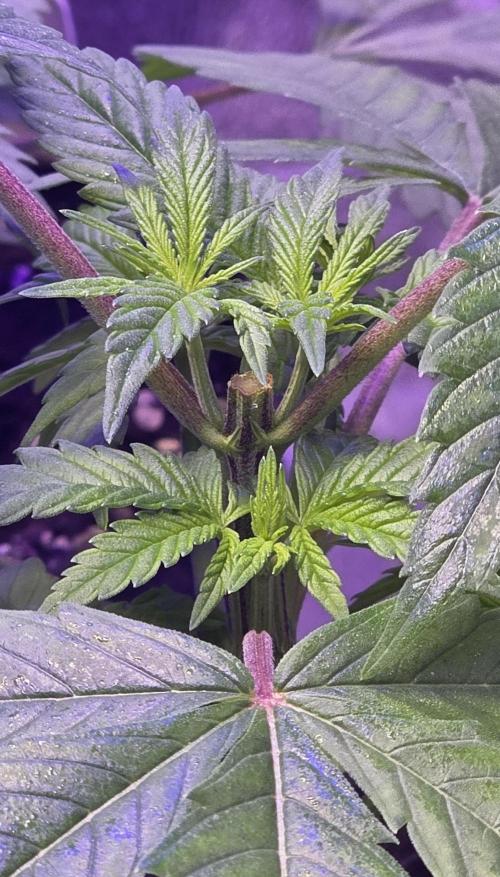 RS11 - Traphouse Genetics. Week 6