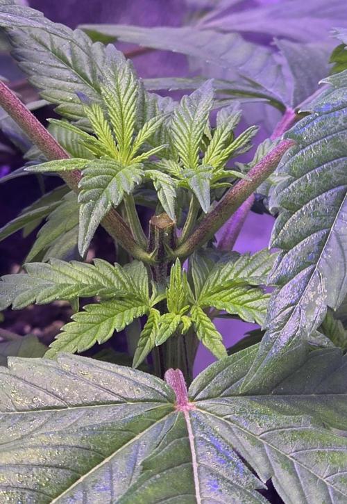 RS11 - Traphouse Genetics. Week 6