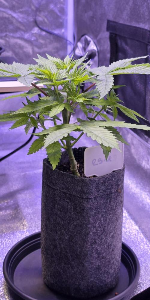 RS11 - Traphouse Genetics. Week 6