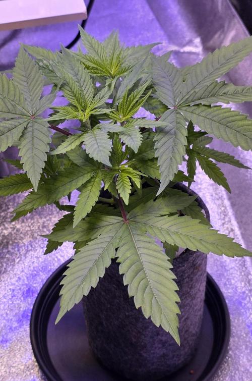 RS11 - Traphouse Genetics. Week 6