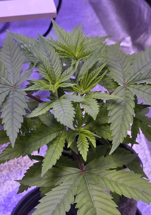 RS11 - Traphouse Genetics. Week 6