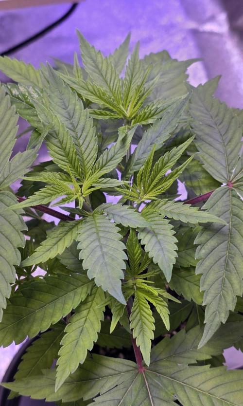RS11 - Traphouse Genetics. Week 6