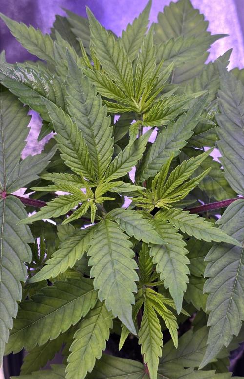 RS11 - Traphouse Genetics. Week 6