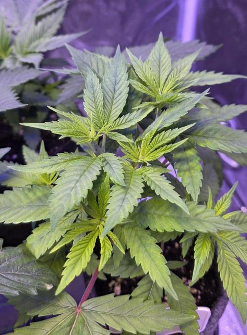 RS11 - Traphouse Genetics. Week 6