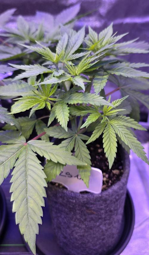 RS11 - Traphouse Genetics. Week 6