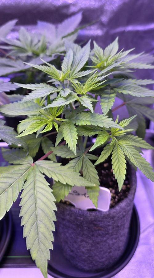 RS11 - Traphouse Genetics. Week 6