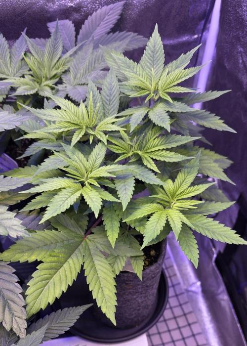 RS11 - Traphouse Genetics. Week 6