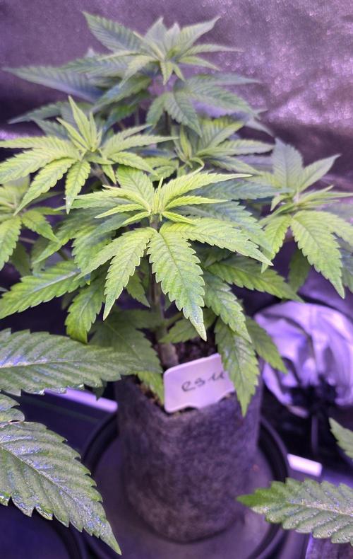 RS11 - Traphouse Genetics. Week 7