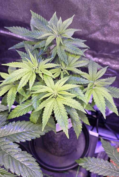 RS11 - Traphouse Genetics. Week 7