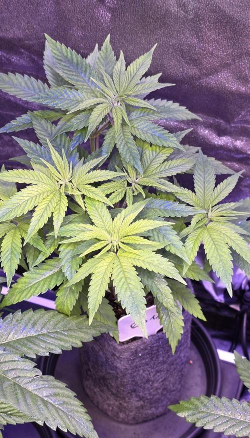 RS11 - Traphouse Genetics. Week 7