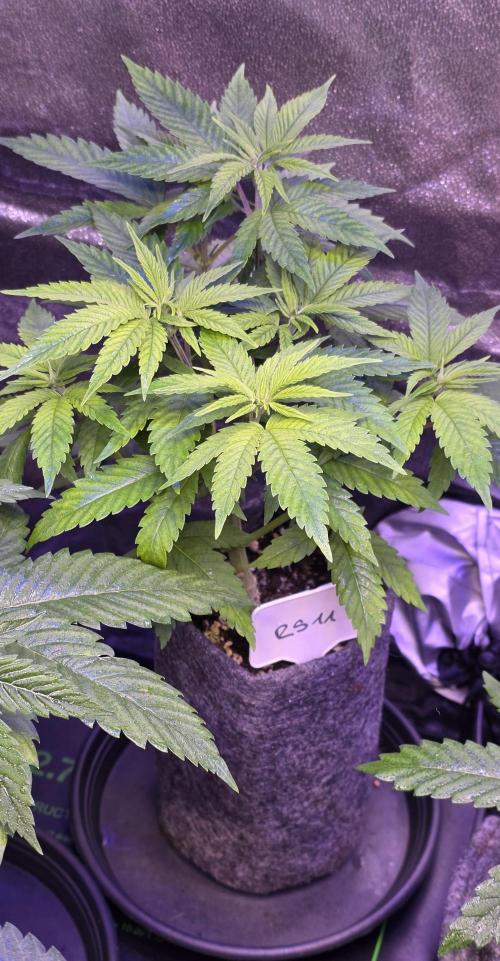 RS11 - Traphouse Genetics. Week 7