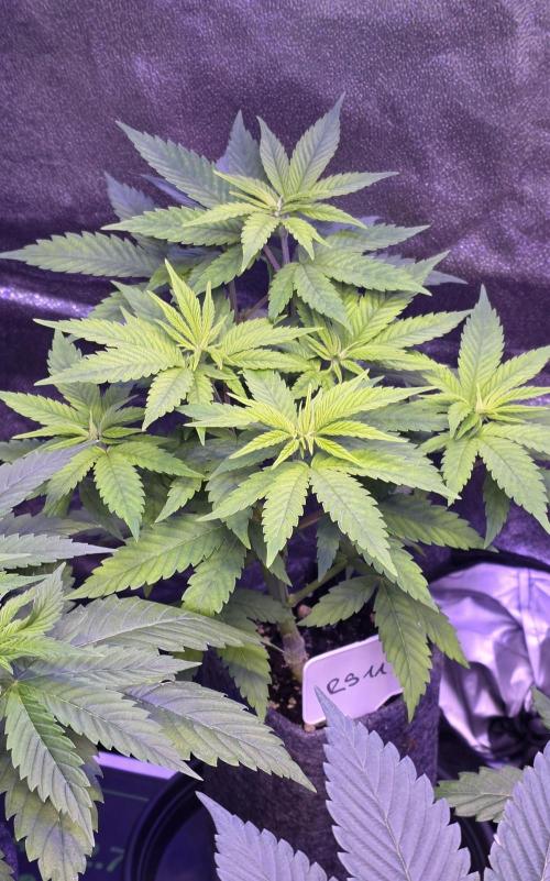RS11 - Traphouse Genetics. Week 7