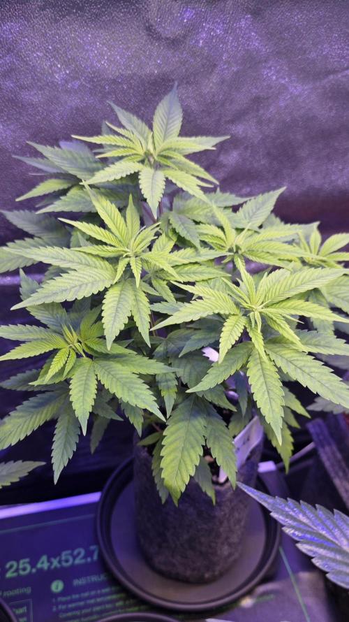RS11 - Traphouse Genetics. Week 7