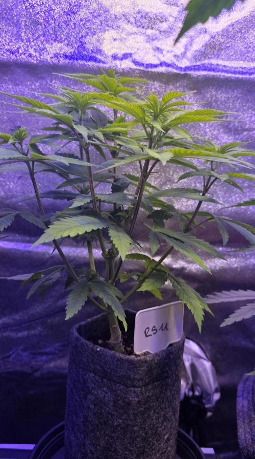 RS11 - Traphouse Genetics. Week 7