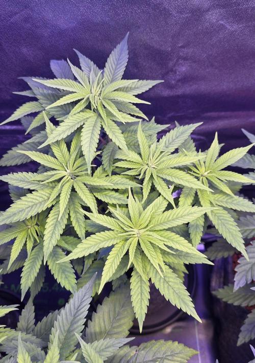 RS11 - Traphouse Genetics. Week 7