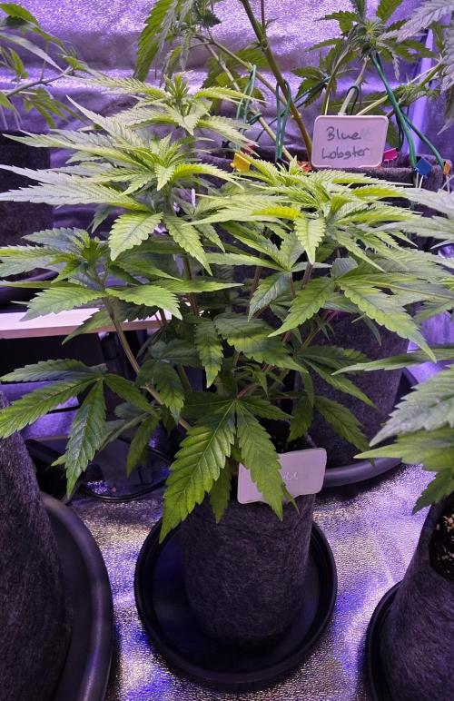 RS11 - Traphouse Genetics. Week 7