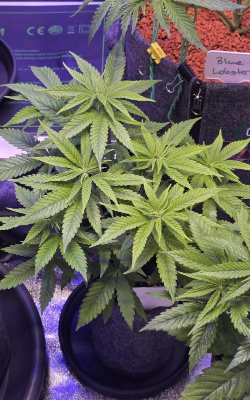 RS11 - Traphouse Genetics. Week 7