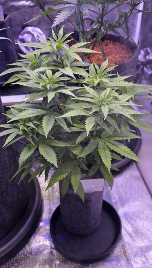 RS11 - Traphouse Genetics. Week 8