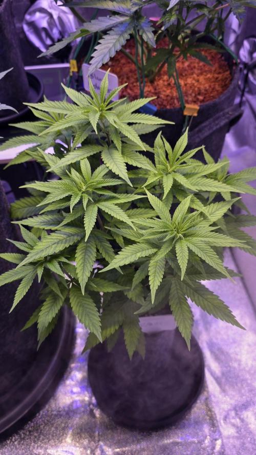 RS11 - Traphouse Genetics. Week 8