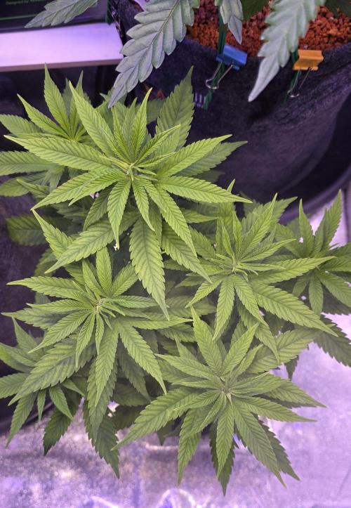 RS11 - Traphouse Genetics. Week 8