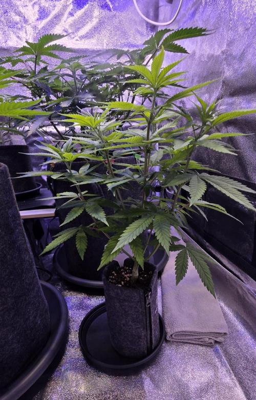 RS11 - Traphouse Genetics. Week 8