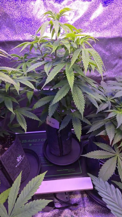 RS11 - Traphouse Genetics