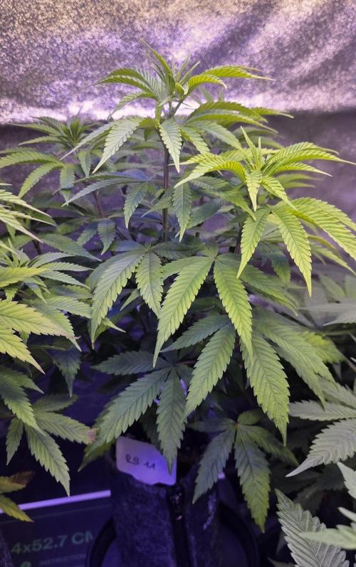 RS11 - Traphouse Genetics. Week 9