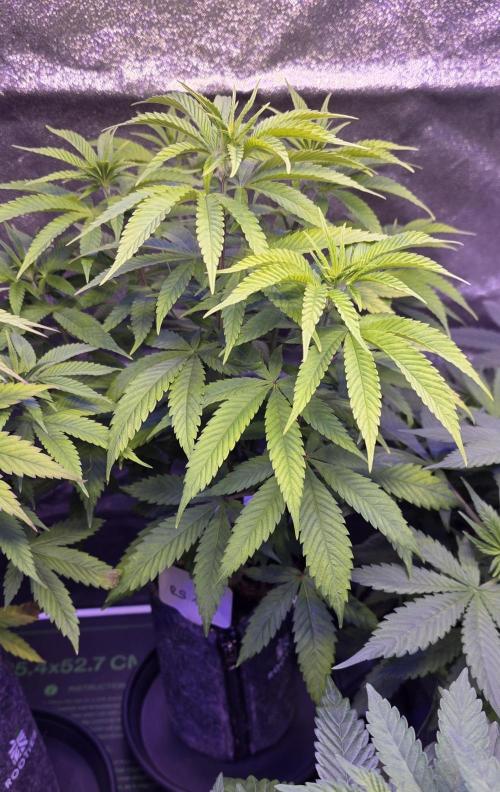 RS11 - Traphouse Genetics. Week 9