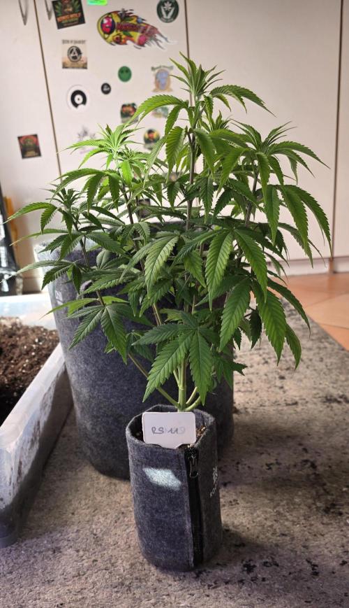 RS11 - Traphouse Genetics. Week 9