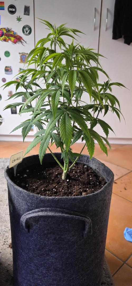RS11 - Traphouse Genetics. Week 9