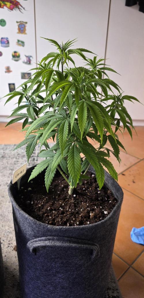 RS11 - Traphouse Genetics. Week 9