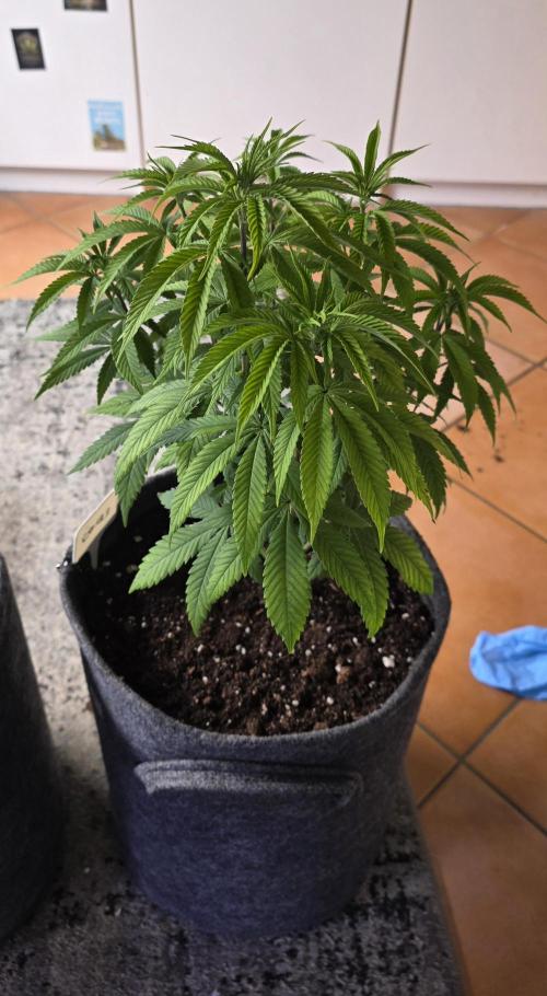RS11 - Traphouse Genetics. Week 9