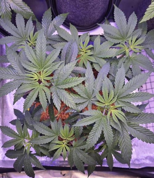 Permanent Marker - Traphouse Genetics. Week 7