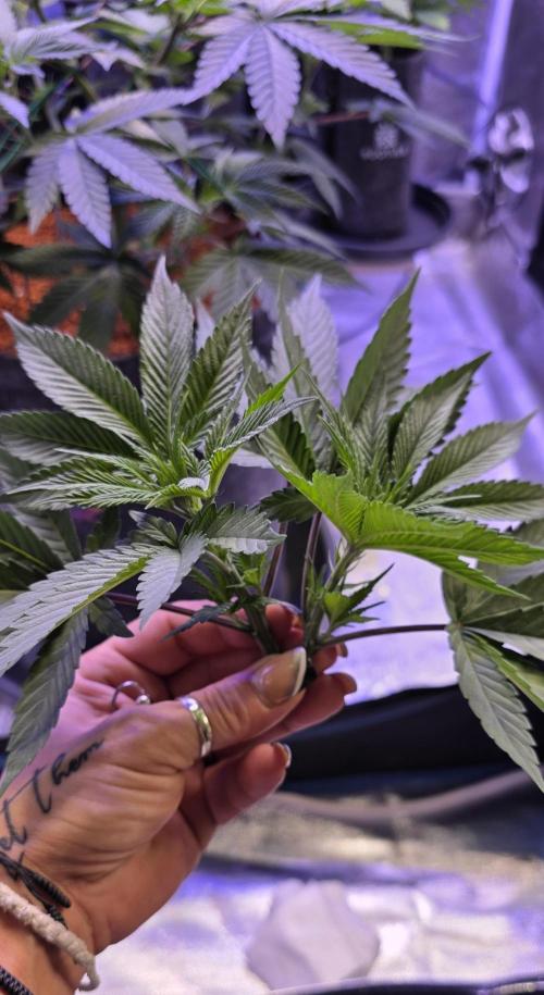 Permanent Marker - Traphouse Genetics. Week 7