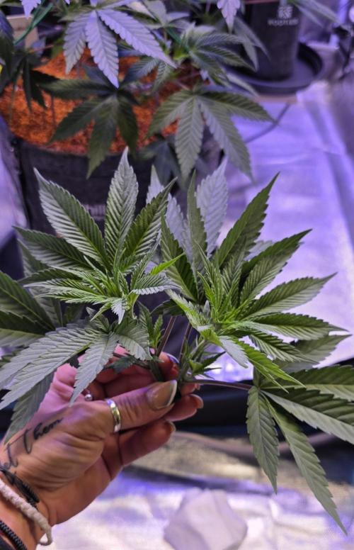Permanent Marker - Traphouse Genetics. Week 7