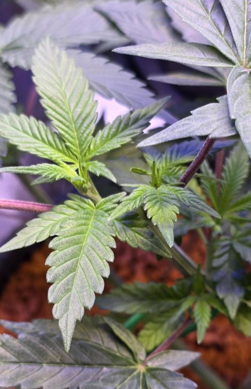 Permanent Marker - Traphouse Genetics. Week 7