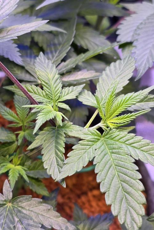 Permanent Marker - Traphouse Genetics. Week 7