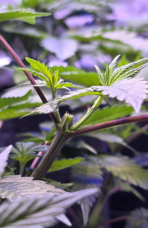 Permanent Marker - Traphouse Genetics. Week 7