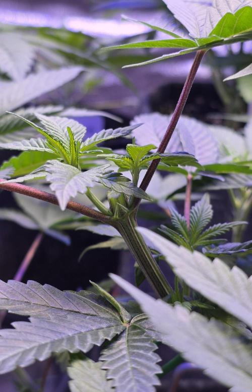 Permanent Marker - Traphouse Genetics. Week 7